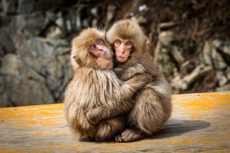 29 Jigokudani Snow Monkey Park.jpg